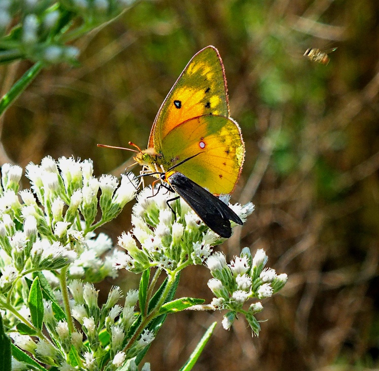 Sulphur Butterfly and Fire Beetle. The Important Conference (2). Photo by Thomas Peace 2014